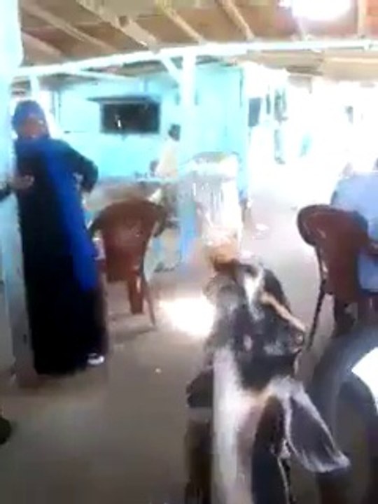 Bu keçi başka keçi