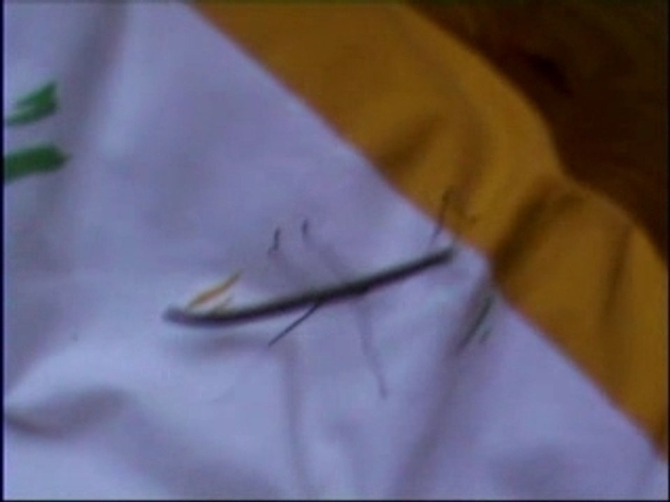 Mes phasmes adultes, octobre 2007