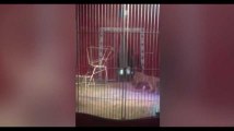 Un lion attaque son dresseur lors d’un spectacle dans un cirque (vidéo)