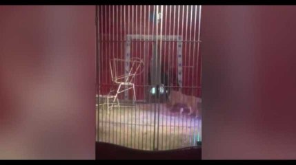 Un lion attaque son dresseur lors d’un spectacle dans un cirque (vidéo)