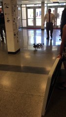 Mother Duck Leads New Ducklings Through High School to Creek