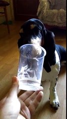 Ce chien aime bien le yaourt.