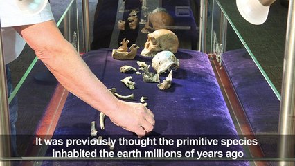 Fossils suggest hominids may have lived alongside modern humans