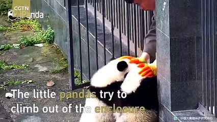 Des petits pandas tentent une "prison break" sans succès