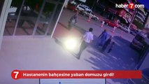 Hastanenin bahçesine yaban domuzu girdi!