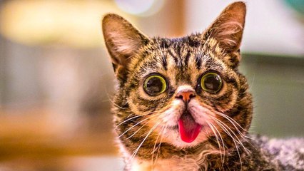 Top 10 Things the Internet CANNOT Get Enough Of