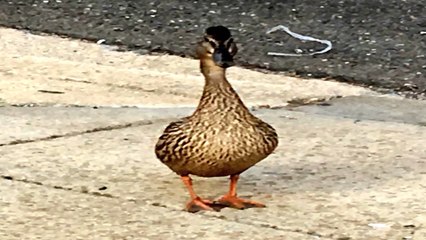 Watch ducklings rescued from storm drain