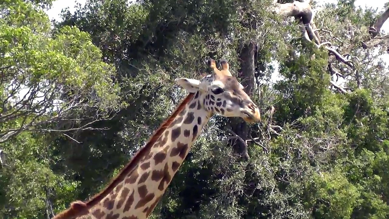 A tower of giraffes - Giraffe herd grazing on the Masai Mara, Kenya