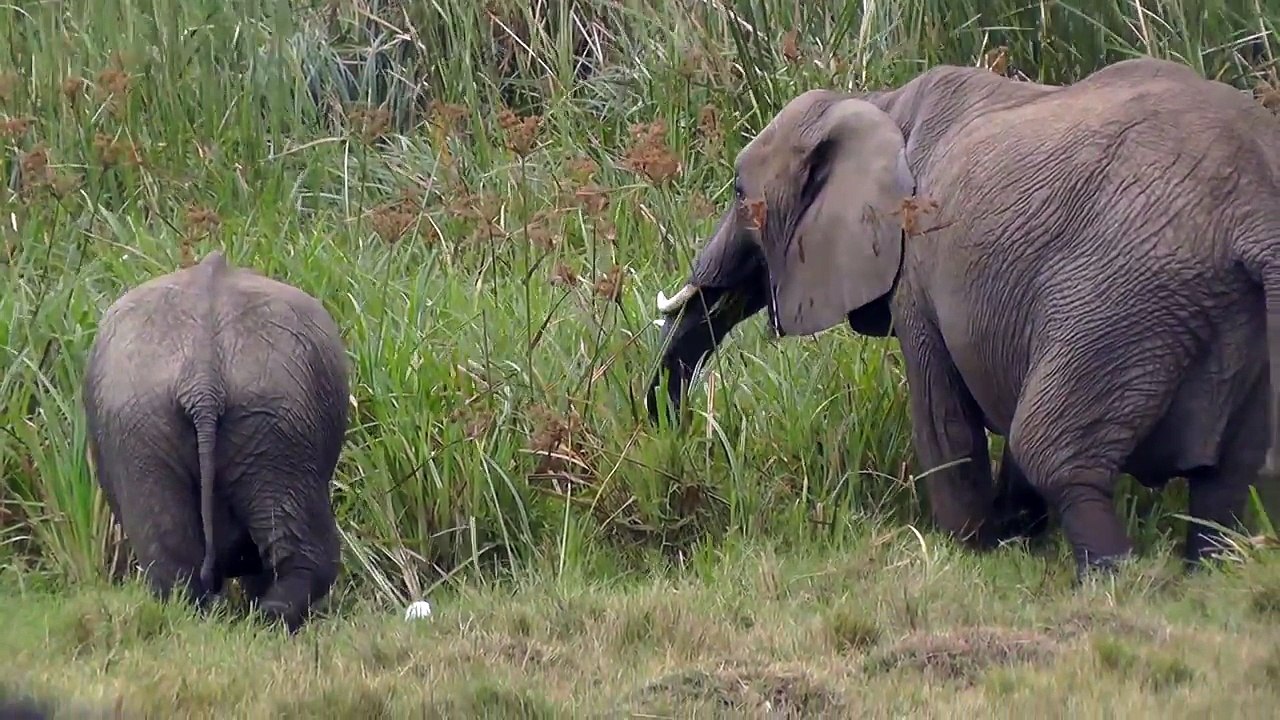 African Elephants And Bird on the Masai Mara, Kenya, Africa