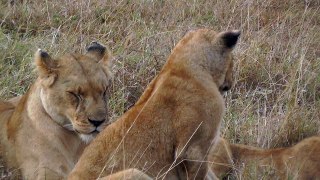 Lioness and playful cub leave grumpy eaters
