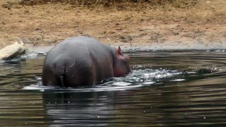 Hippos Paddle in the Mara River, Kenya