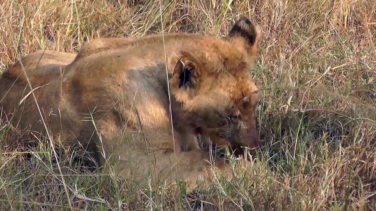Lazy Lionesses After Their Meal on the Masai Mara, Kenya, Africa