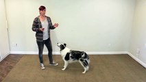 Cute easy and popular trick to train - dog clicker training-DRl