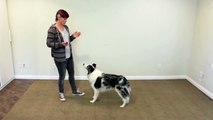 Cute easy and popular trick to train - dog clicker training-DRlO