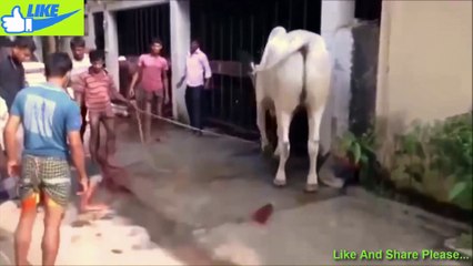 Funny Videos 2017 - Funny Pranks - Whatsapp Funny Videos - Try not To Laugh ✓✓✓