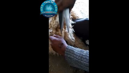 طريقة قص جزلات الصوف من الخراف جديد 2017