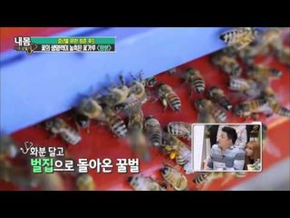 비염 치료하는 벌이 주는 선물 '화분' 채취법! [내 몸 사용 설명서] 101회 20160506