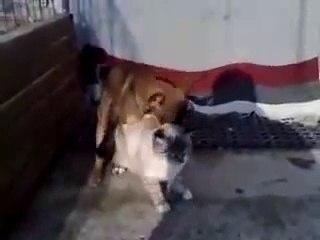 Dog Humps Cat - (Cat Li