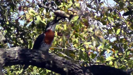 African Kingfisher struggles with fish on the Chobe River, Botswana (1)