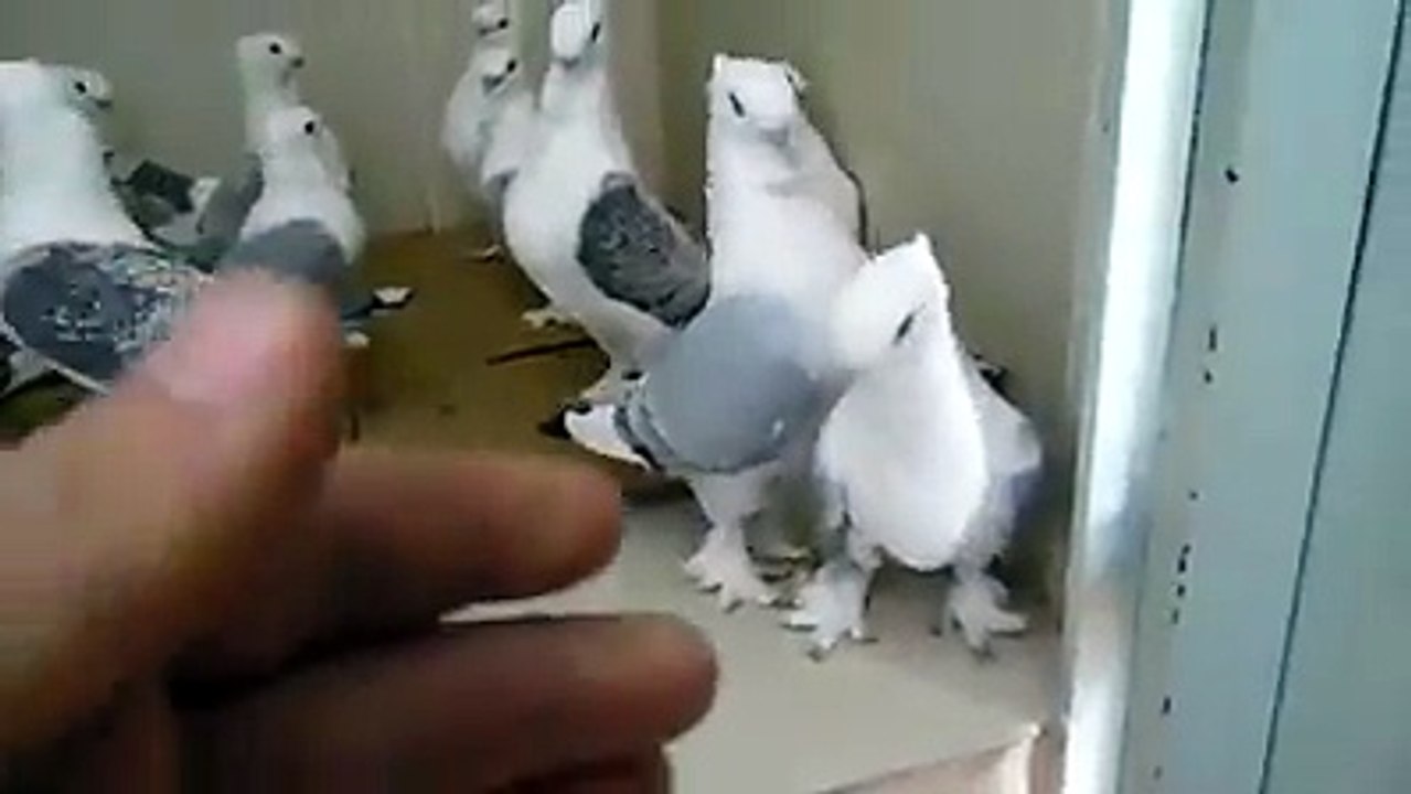 Güvercin Koter Kevok حمام Duvor-Kaftar / Pigeon Koter Kevok حمام Duvor-Kaftar