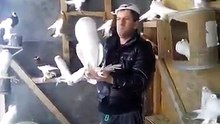 Güvercin Koter Kevok حمام Duvor-Kaftar / Pigeon Koter Kevok حمام Duvor-Kaftar