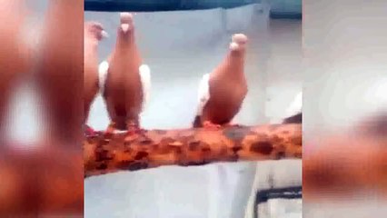 en iyi damızlık süslü güvercinler 6 / best breeding fancy pigeons 6
