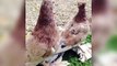 (kuşlar videoları)en iyi damızlık süslü güvercin kafesleri ve güvercinler günü etkinliği / best breeding fancy pigeons cages & pigeons day activity (birds videos)