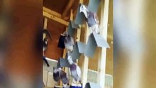 en iyi fantezi güvercinler hayat 6 / best fancy pigeons life  6