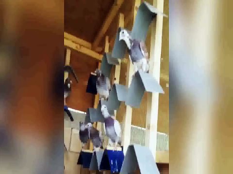 en iyi fantezi güvercinler hayat 6 / best fancy pigeons life 6