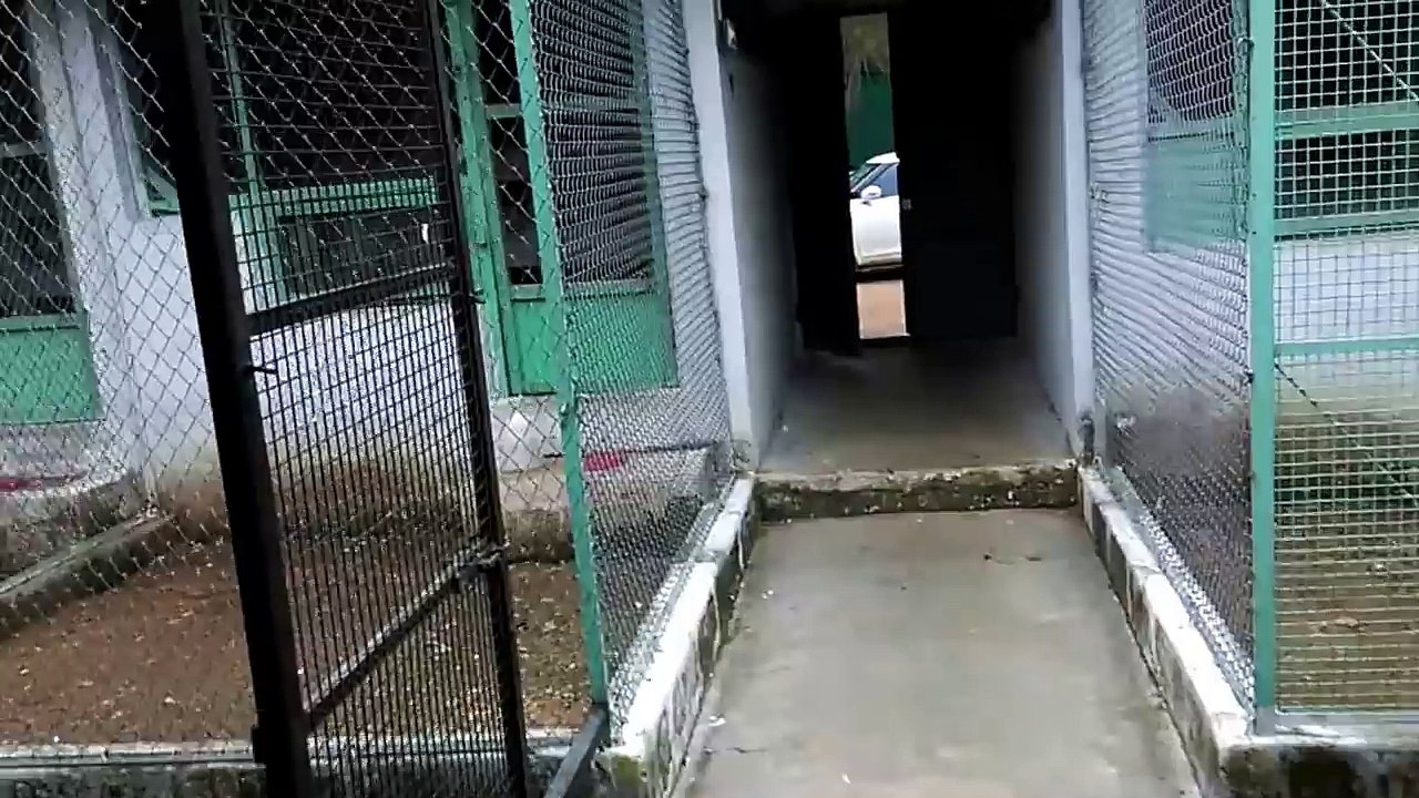 Farklı çeşitleri süslü güvercinler / Fancy pigeons of different varieties