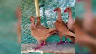 en iyi fantezi güvercin yetiştiricilerinin 011 loft / best  fancy pigeons breeders  loft 011
