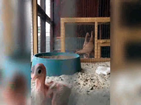 en iyi fantezi güvercin (kızgın kuş)loft & güvercinler gün faaliyet yetiştiriciliği / best fancy pigeon breeding loft & pigeons day activity (angry bird)