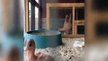 en iyi fantezi güvercin (kızgın kuş)loft & güvercinler gün faaliyet yetiştiriciliği / best fancy pigeon  breeding loft & pigeons day activity (angry bird)