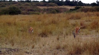 MUST SEE! Leopard Hunts Gazelle on Masai Mara Safari, Kenya, Africa. Full animal hunt