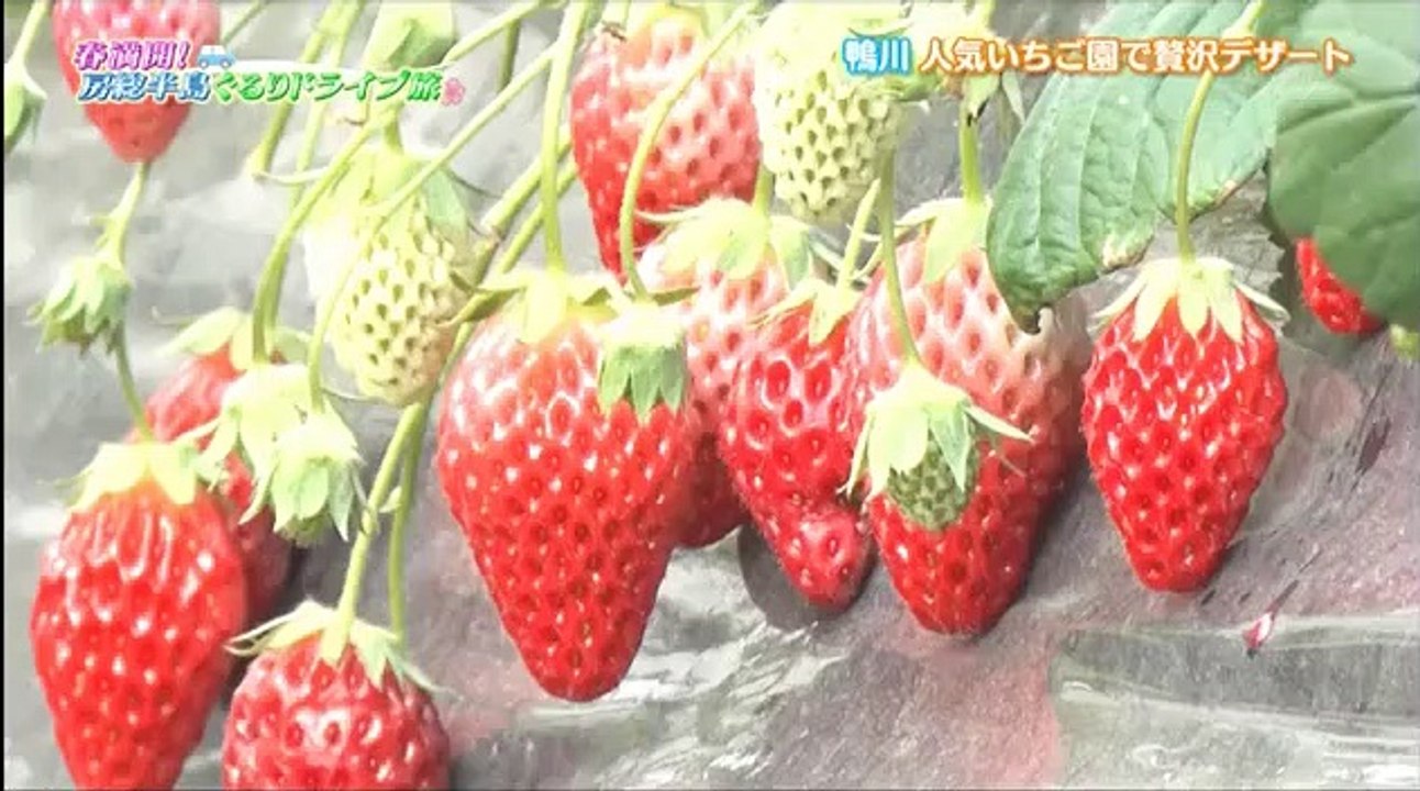 土曜スペシャル 「春満開！房総半島ぐるりドライブ旅」 2017年4月8日 170408 (3/3) part 1/2