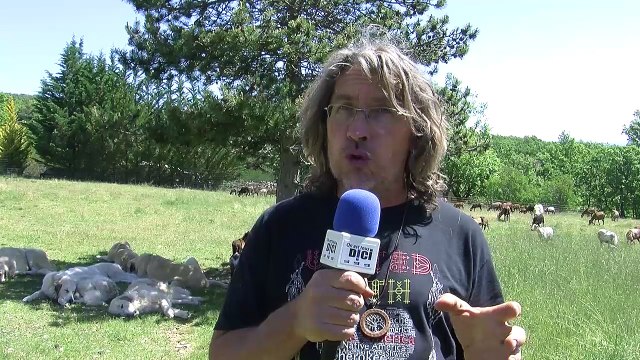 Alpes-du-Sud : Mieux connaître et comprendre les chiens de protection de troupeaux