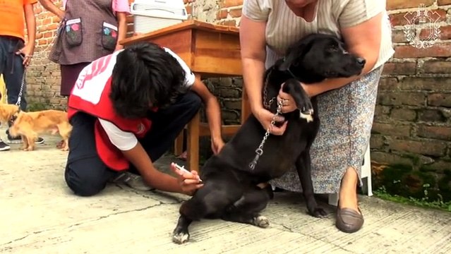 Aumentan denuncias de ataques de perros