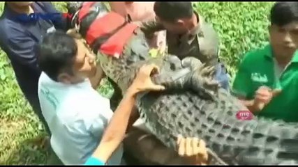 Buaya Muara Sepanjang 4 Meter Terperangkap di Jaring Ikan