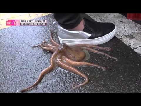 아픈 엄마를 두고 아들은 어디로 갔나. 문어 탈출 소동 [엄마의 봄날] 40회 20160502