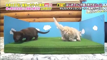 超かわいい映像連発！どうぶつピース！！ 2017年4月14日 170414 (1/2) 総勢237匹！最高にカワイイ瞬間ベスト23 part 1/2