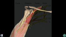 Ulnar Nerve _ 3D Anatomy Tu4234wqe