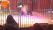Circus Lion Mauls Trainer During Show