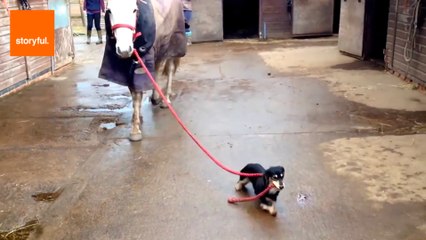 Tiny Sausage Dog Bosses Around Big Horse