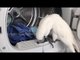 Harley the Cockatoo Is Busy With Laundry