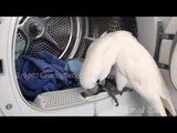 Harley the Cockatoo Is Busy With Laundry