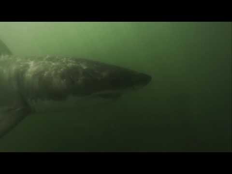 Great White Sharks Spotted in Long Beach, California