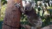 Old Koala Tries to Climb Tree After 9 Weeks of Recovery and Acupuncture