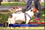 Prohíben a vecinos de San Borja y La Molina la tenencia de más de dos mascotas
