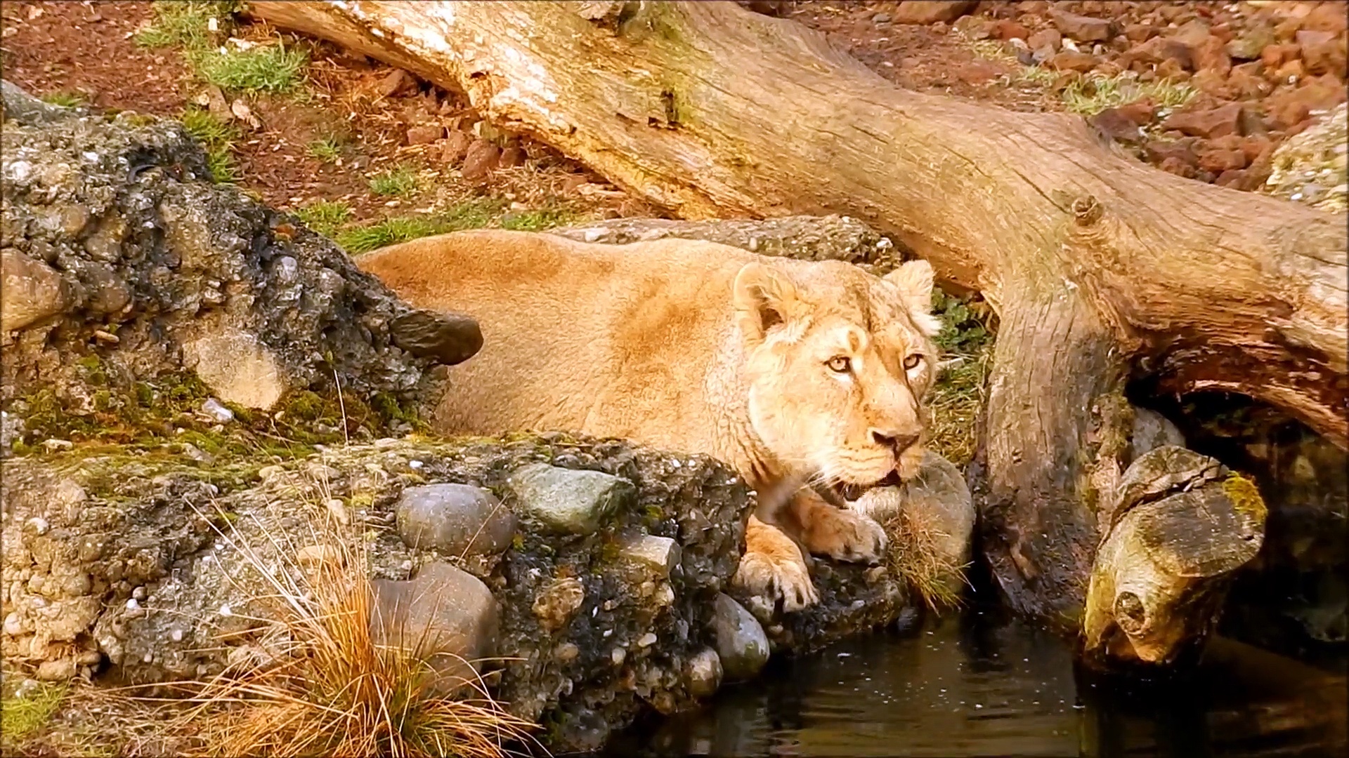 Lioness Drinking Water