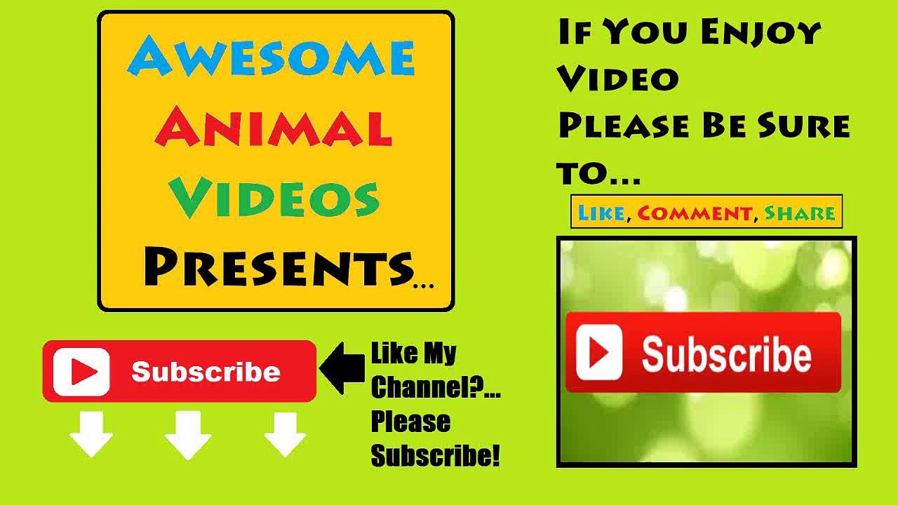 FUNNY ANIMALS 2014 - NEW [HD] - AnnoyingParrotTV